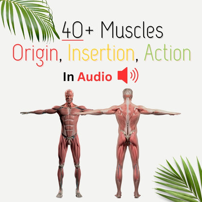 All Muscles Audio Bundle