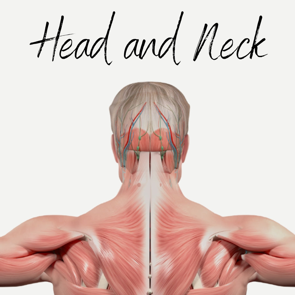 Head and Neck Muscles Audio