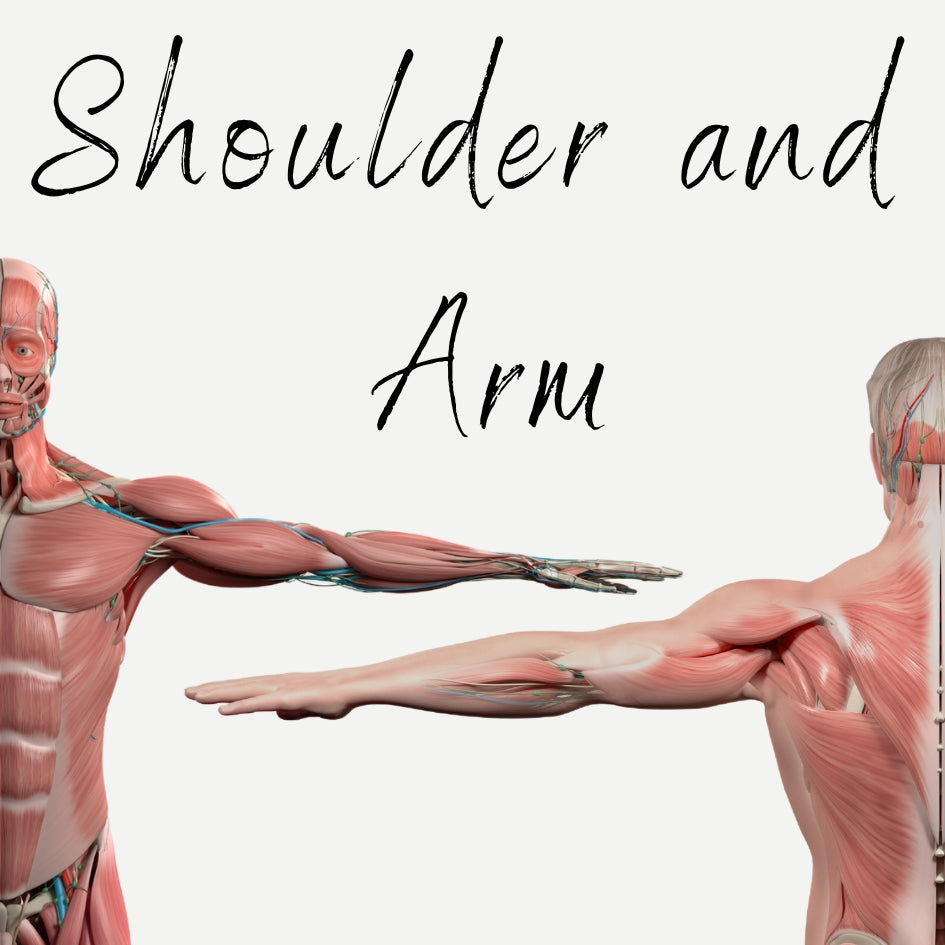 Shoulder and Arm Muscles Audio