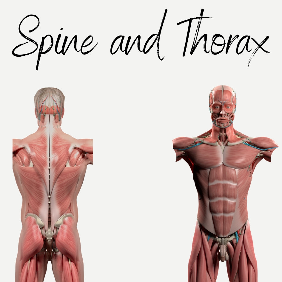 Spine and Thorax Muscles Audio